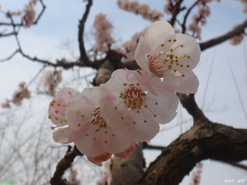 白玉兰花期