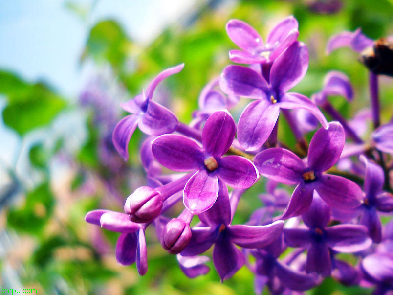 花椒种子怎样种才能出苗