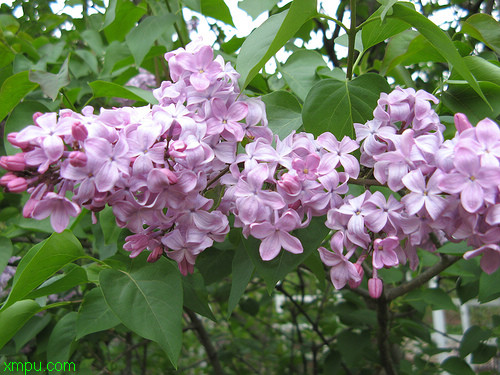 9朵玫瑰花语