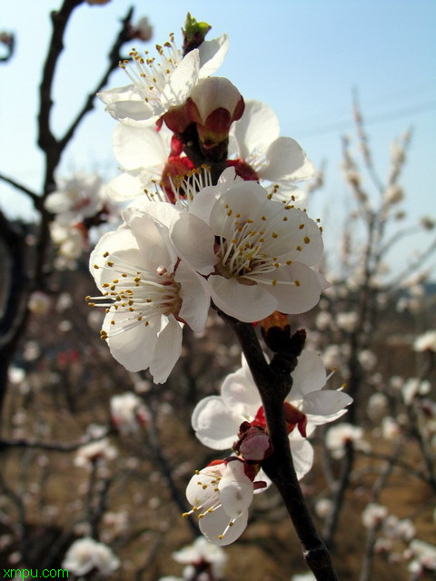 成都朴树基地