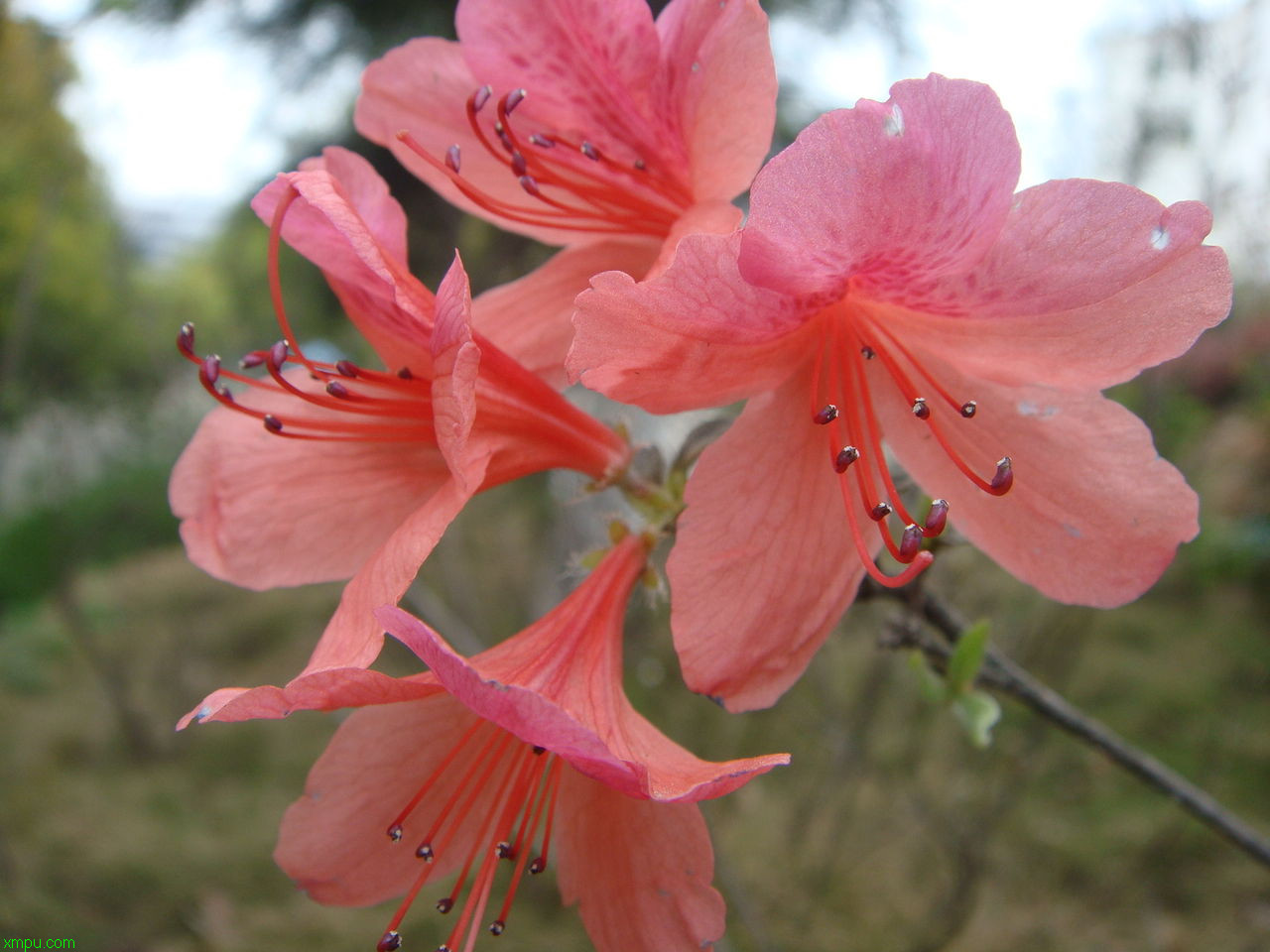 茶花养殖