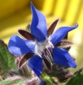 花椒种植每亩利润