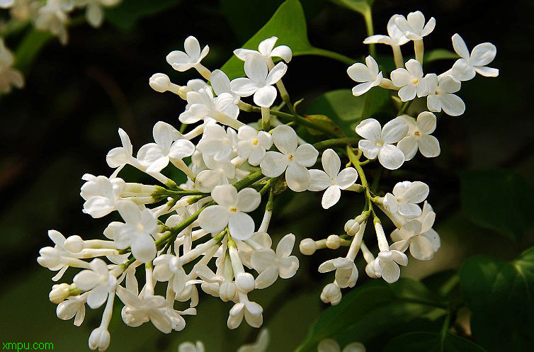 芙蓉树花图片