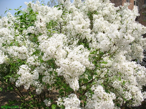 樱桃番茄种植