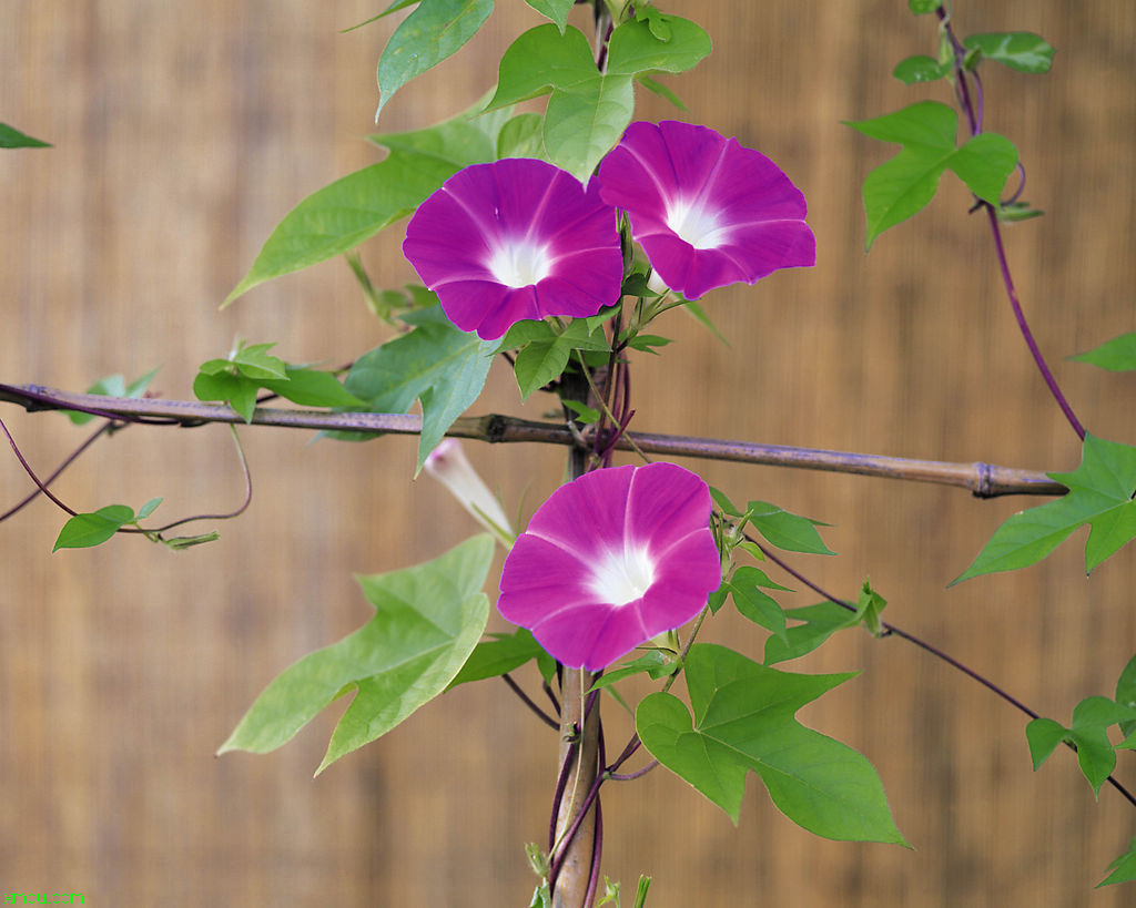 四川看油菜花最好的地方