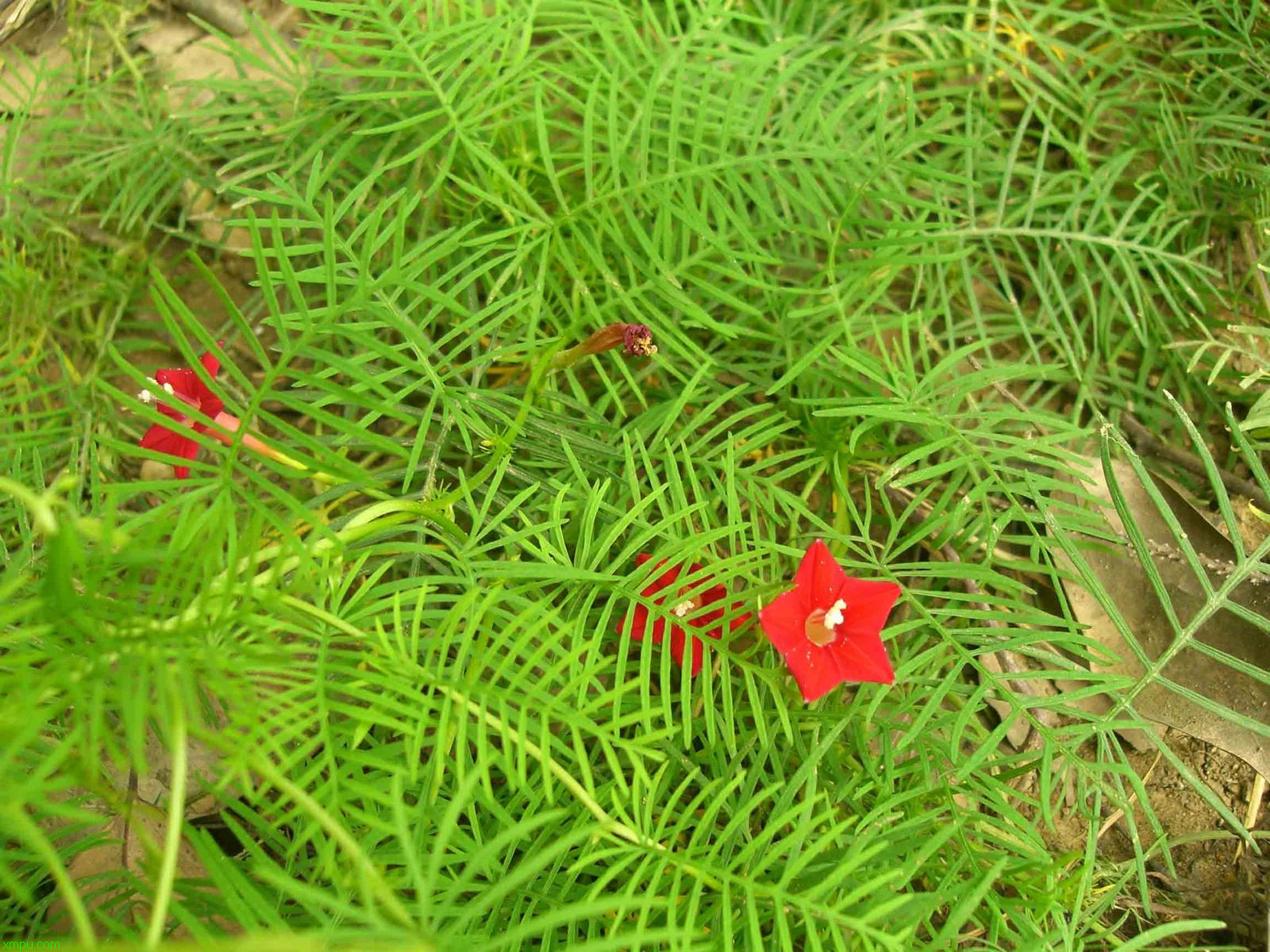 金线莲怎么种植技术