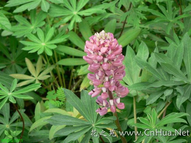 苹果竹芋