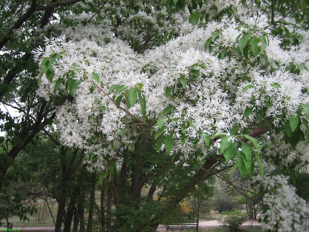 树番茄图片