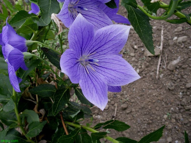 紫薇花开是什么意思