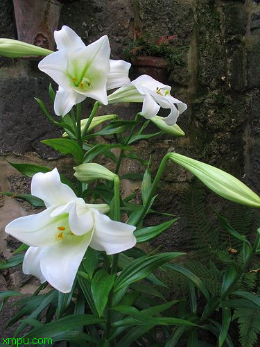 郁金香花图片