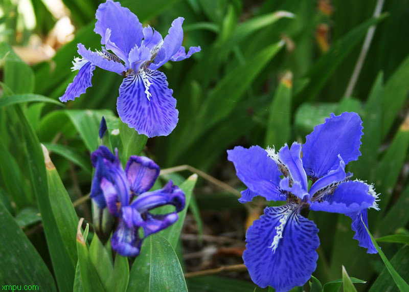 菊花种类