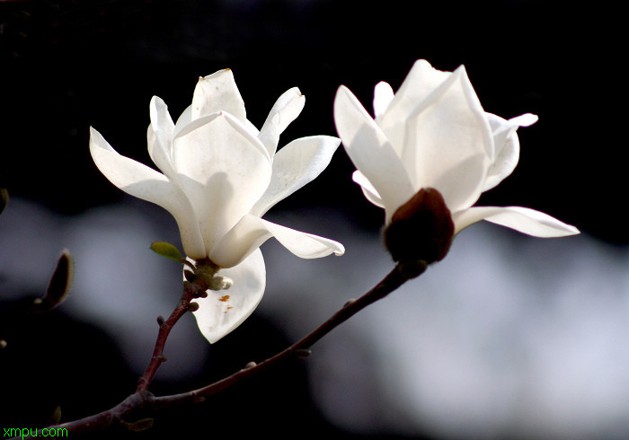 除甲醛花草排名