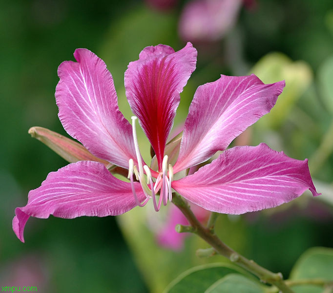 金鱼草花语