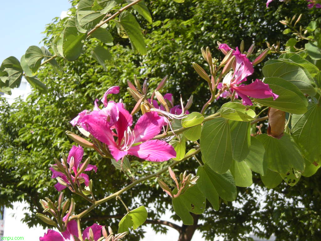 非洲桃花心木