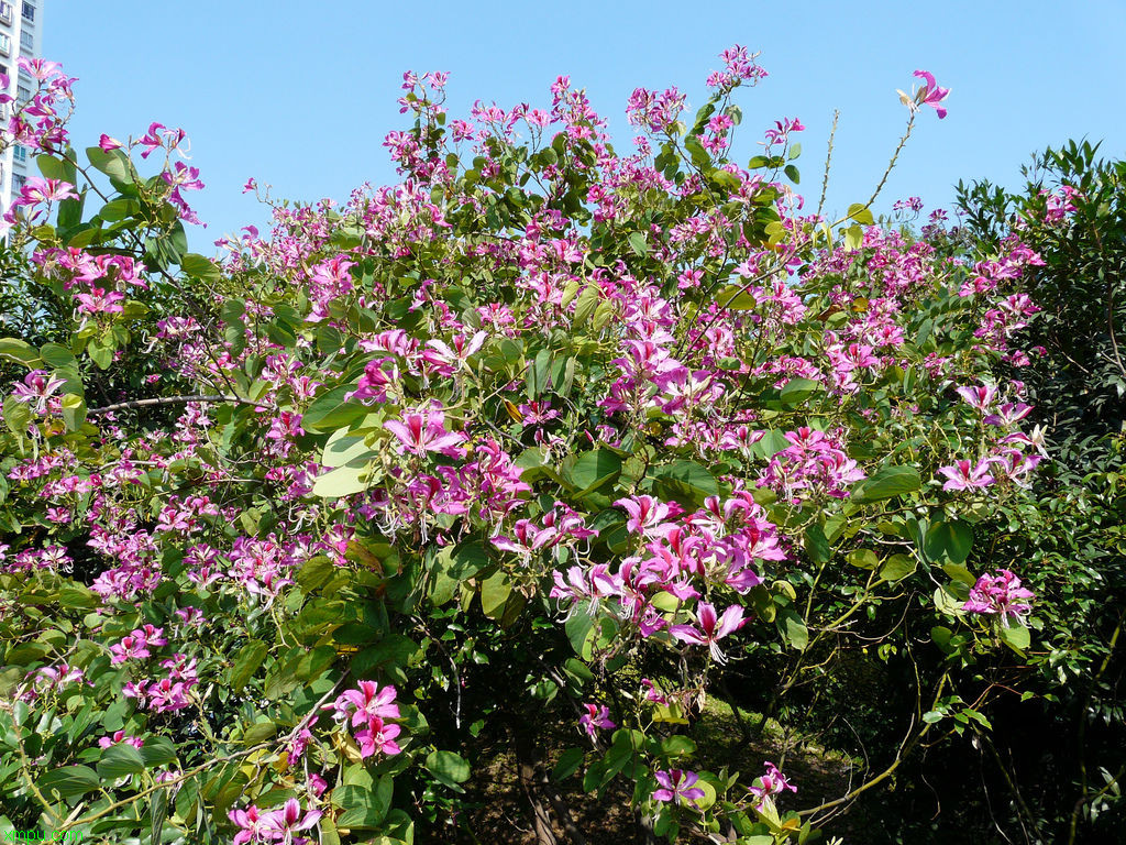 杜鹃红山茶