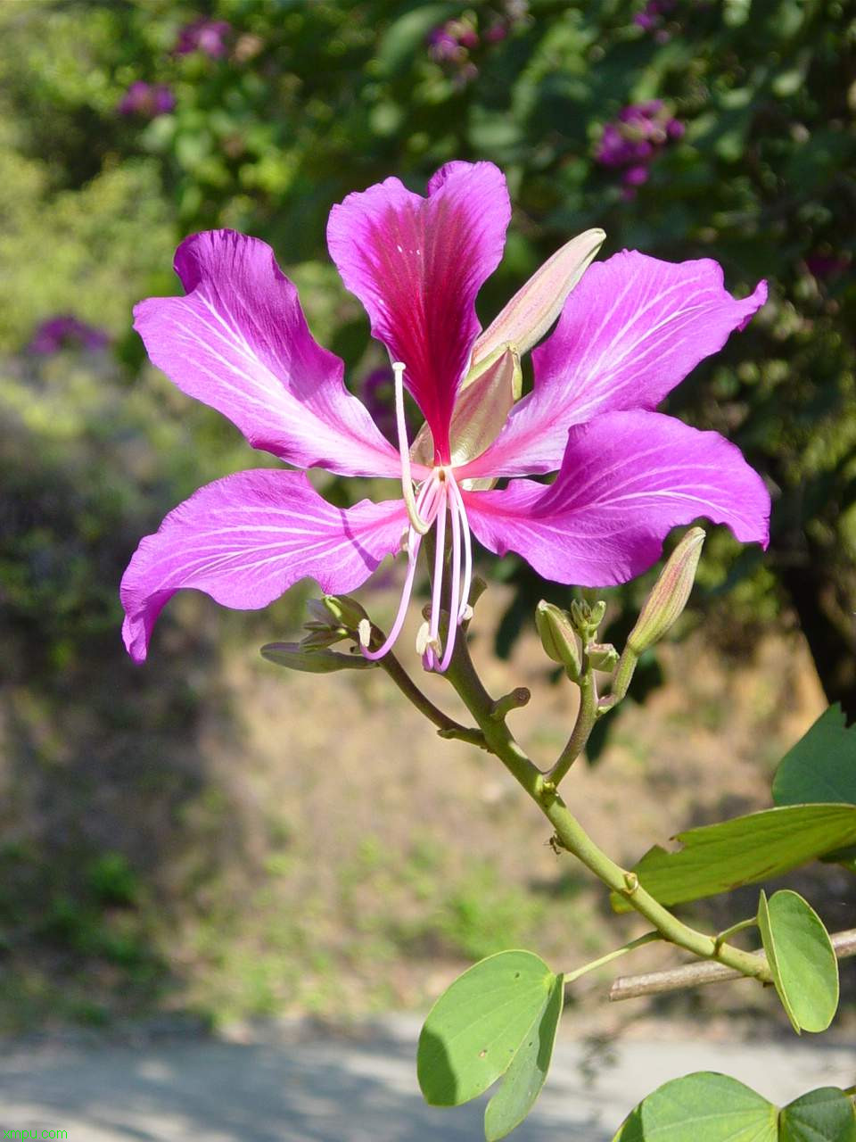 莱芜苗木