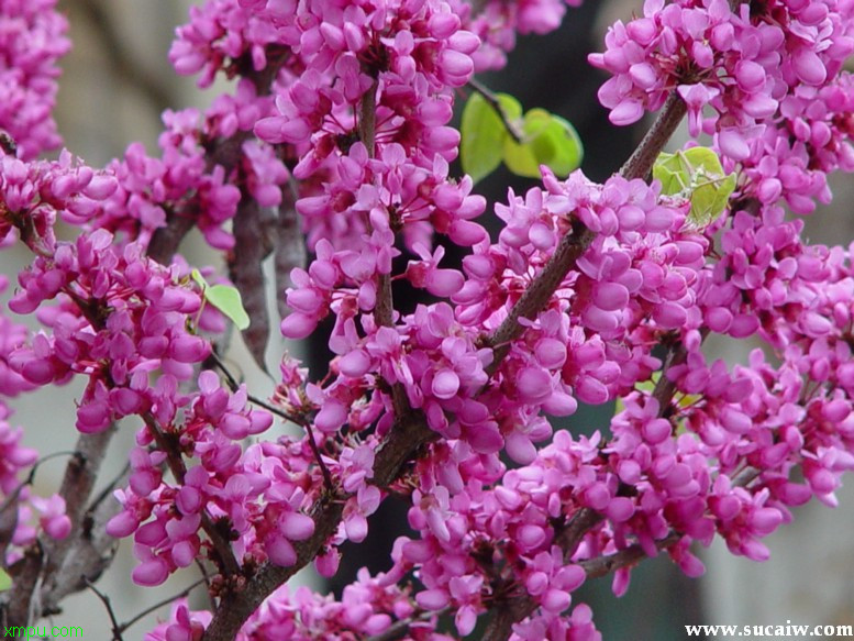 一枝黄花