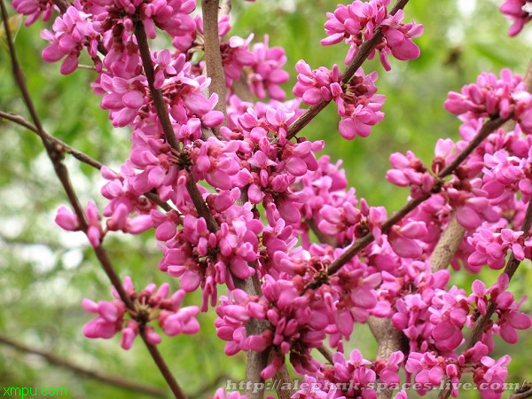 香豌豆花