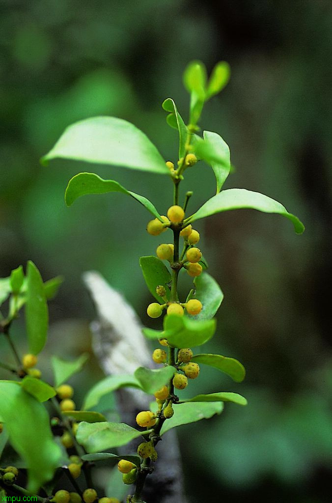 水生植物图片