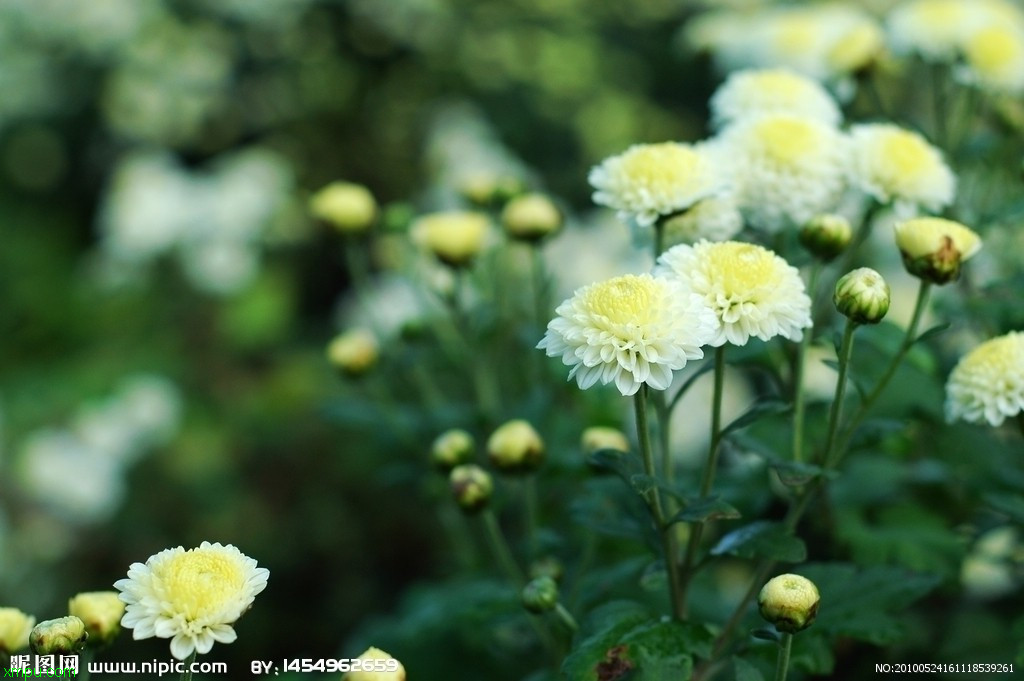 金银花价格