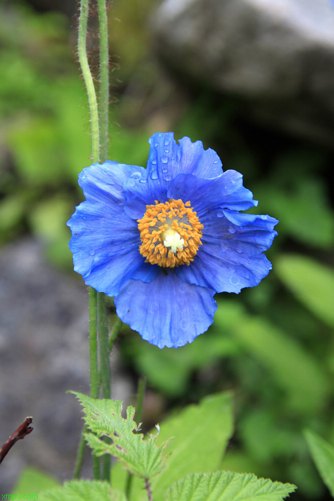 一枝黄花