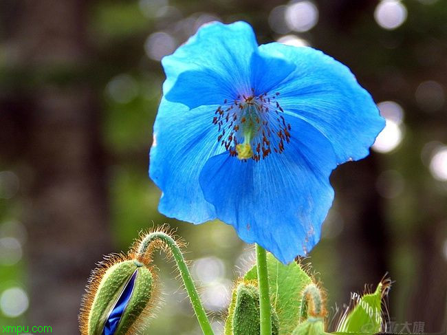 深圳鲜花定购