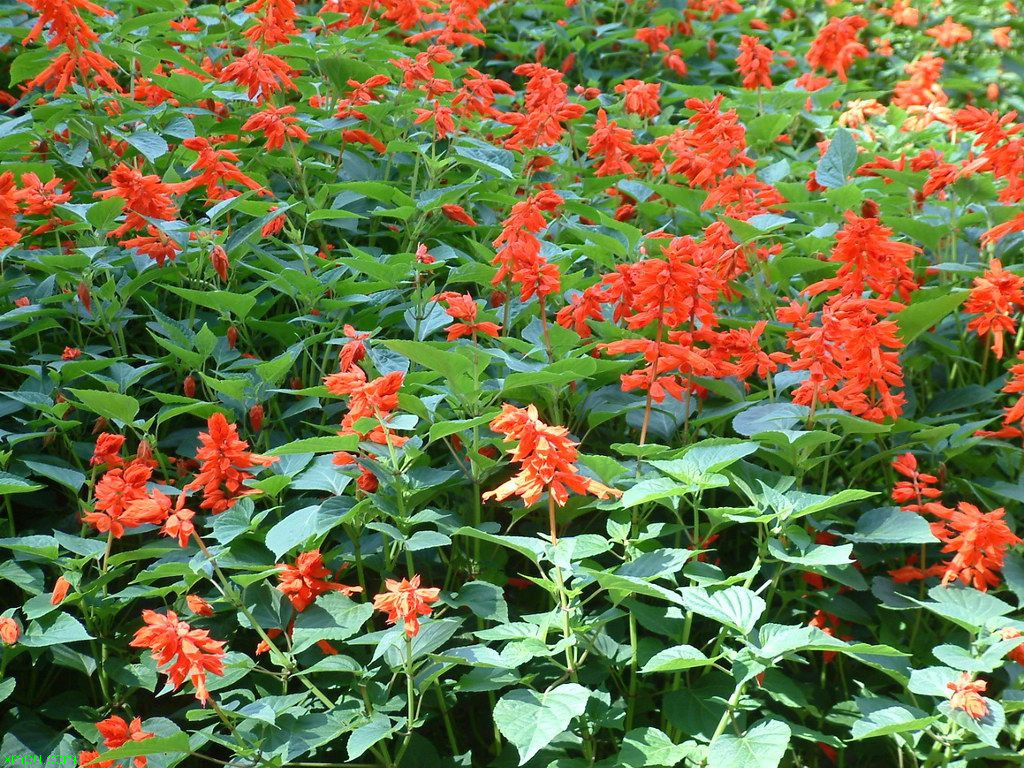 汉中油菜花在哪个县