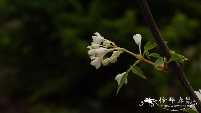 高山杜鹃花图片