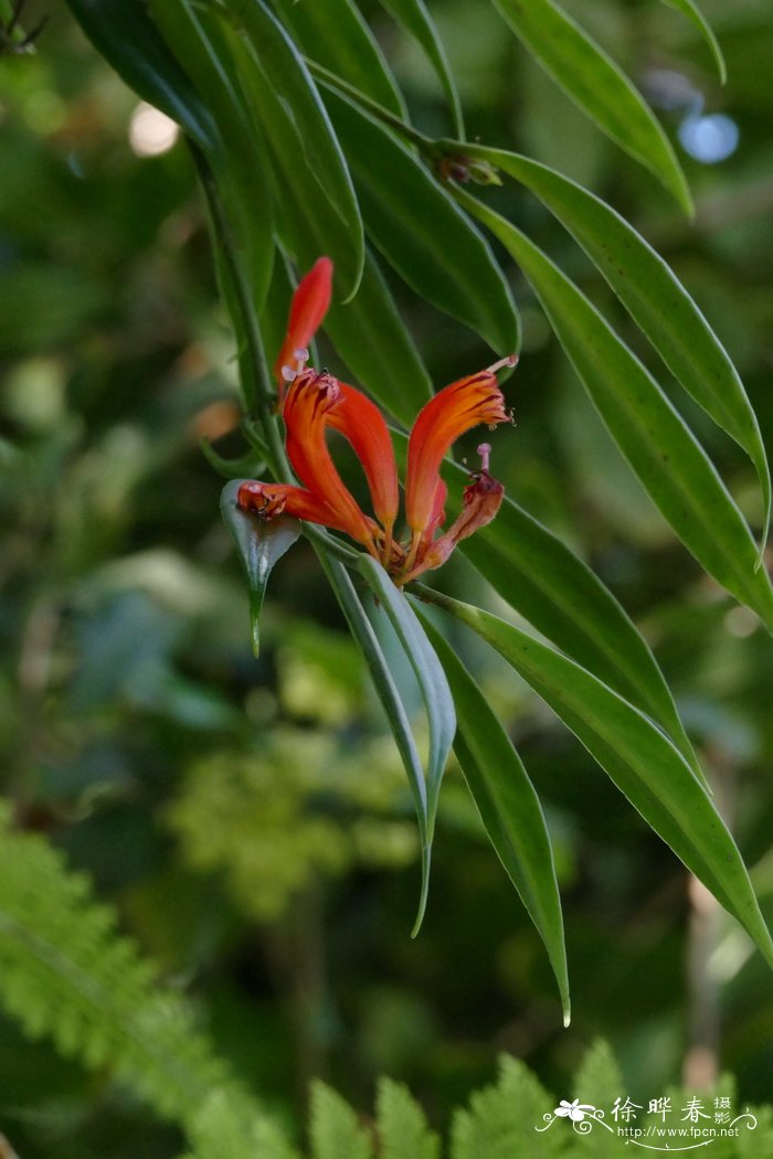 金鸡菊