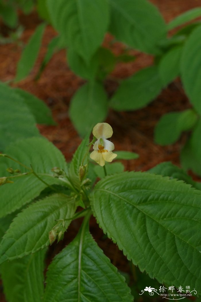 枸杞泡茶的功效