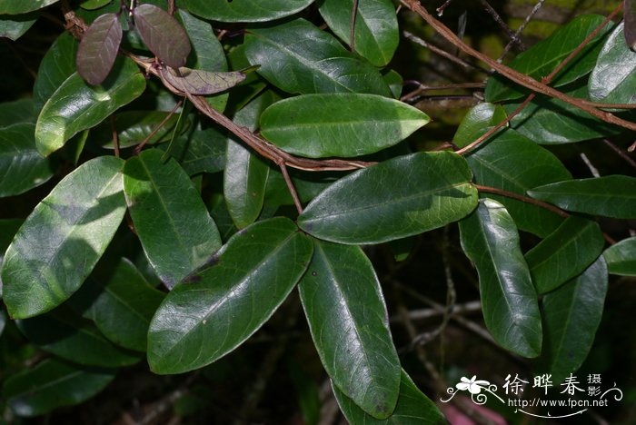 金线莲种植方法