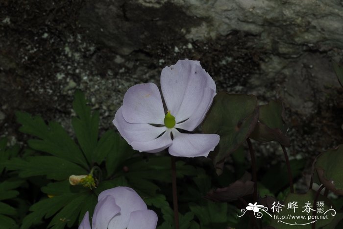 樱花 图片