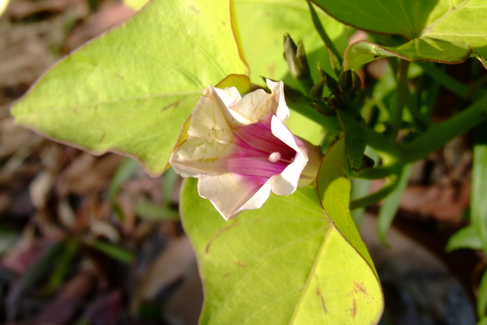 山楂花