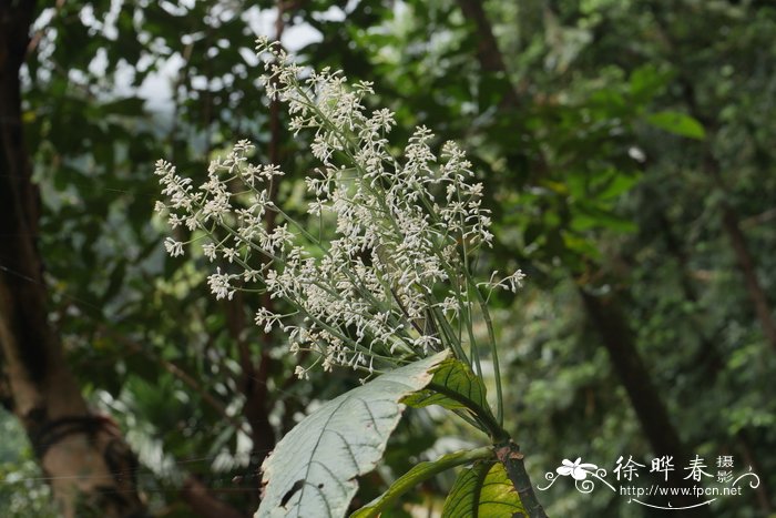 接骨木花