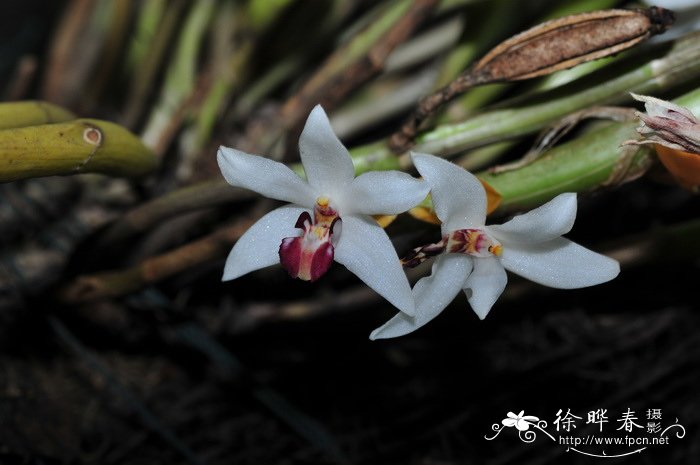 非洲菊的花语和寓意