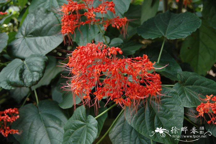 香港的市花是什么花啊