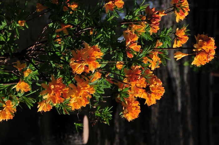 绣球花花语