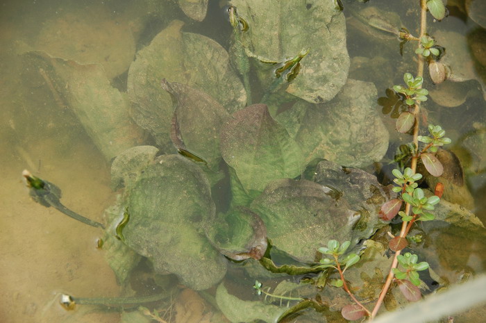 水培香菜种植方法