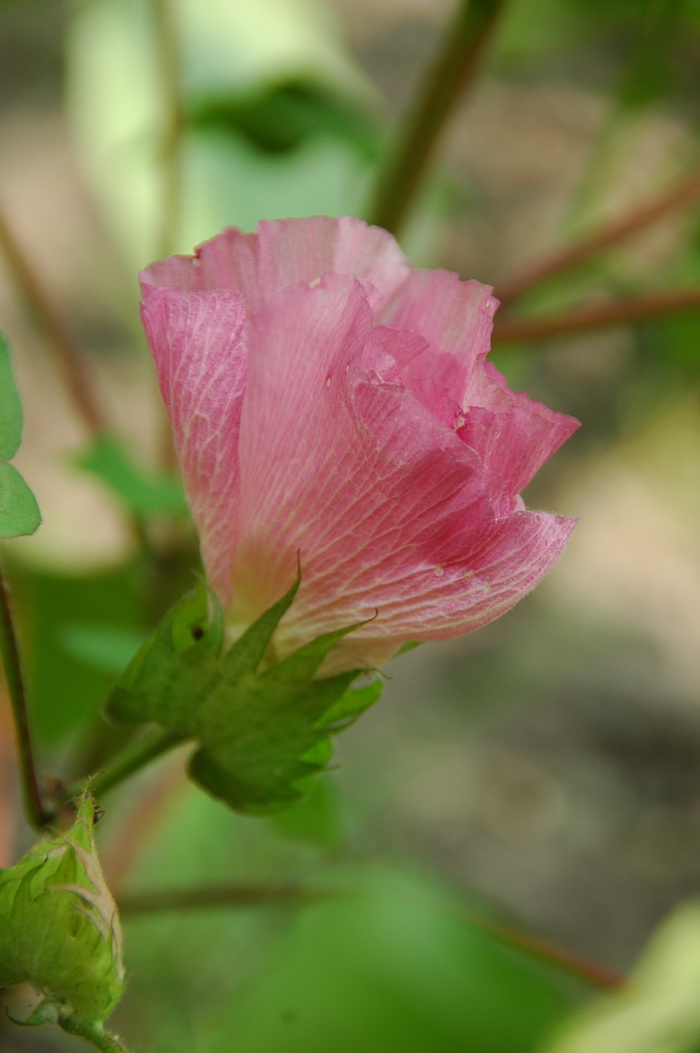 狗尾草花语