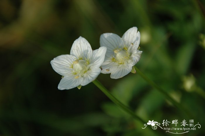 山茶花怎么养家庭养法