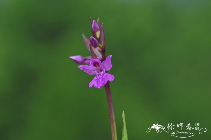 非洲白鹭花