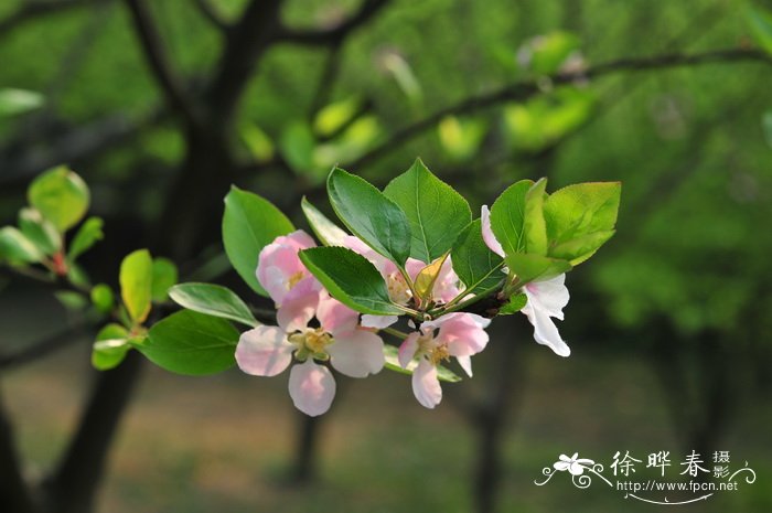 花海阁婚庆