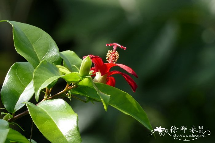 除甲醛花草排名