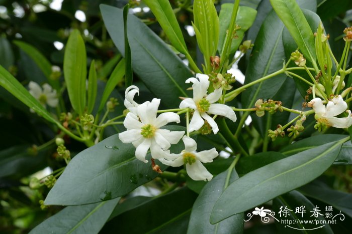 花绿植盆栽