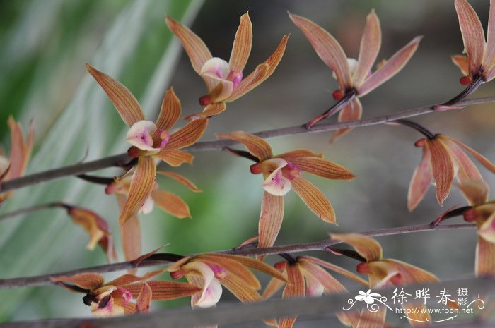 送老师什么花