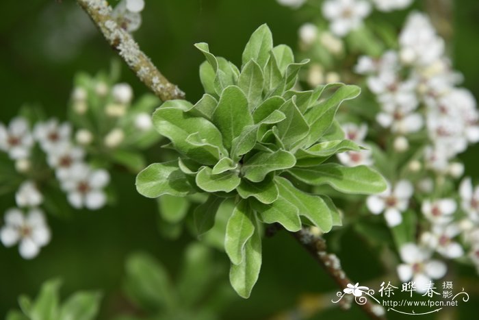 大花蕙兰花语