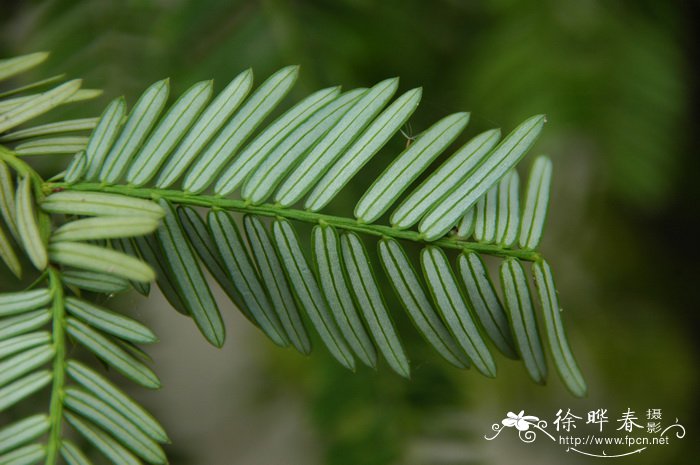 粉花绣线菊