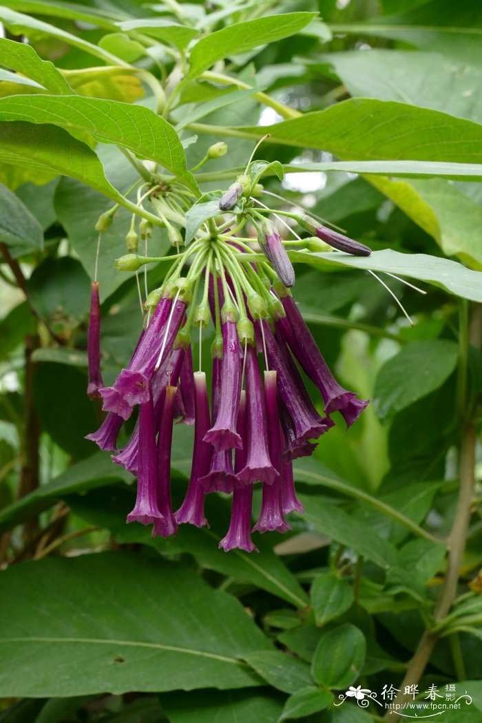 荷花什么季节开花