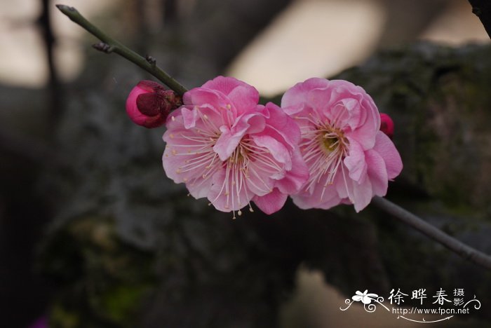 金银花盆栽