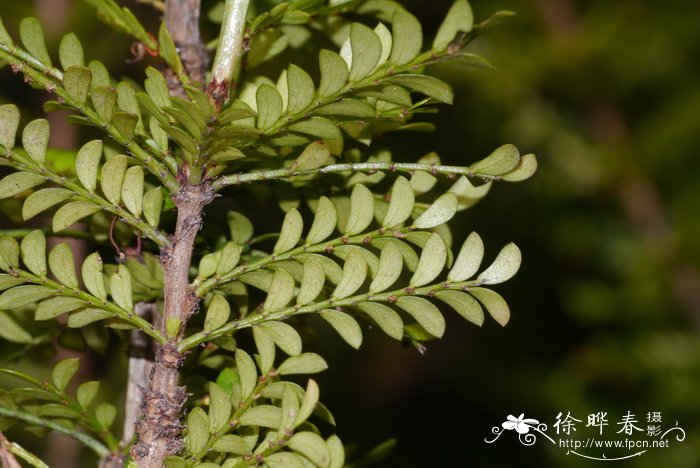 香樟树树苗价格